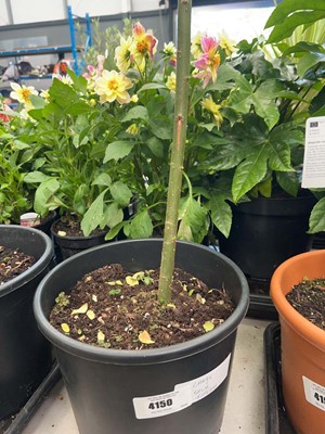 Lot 4150 - Large Salix integra-H-Nishiki