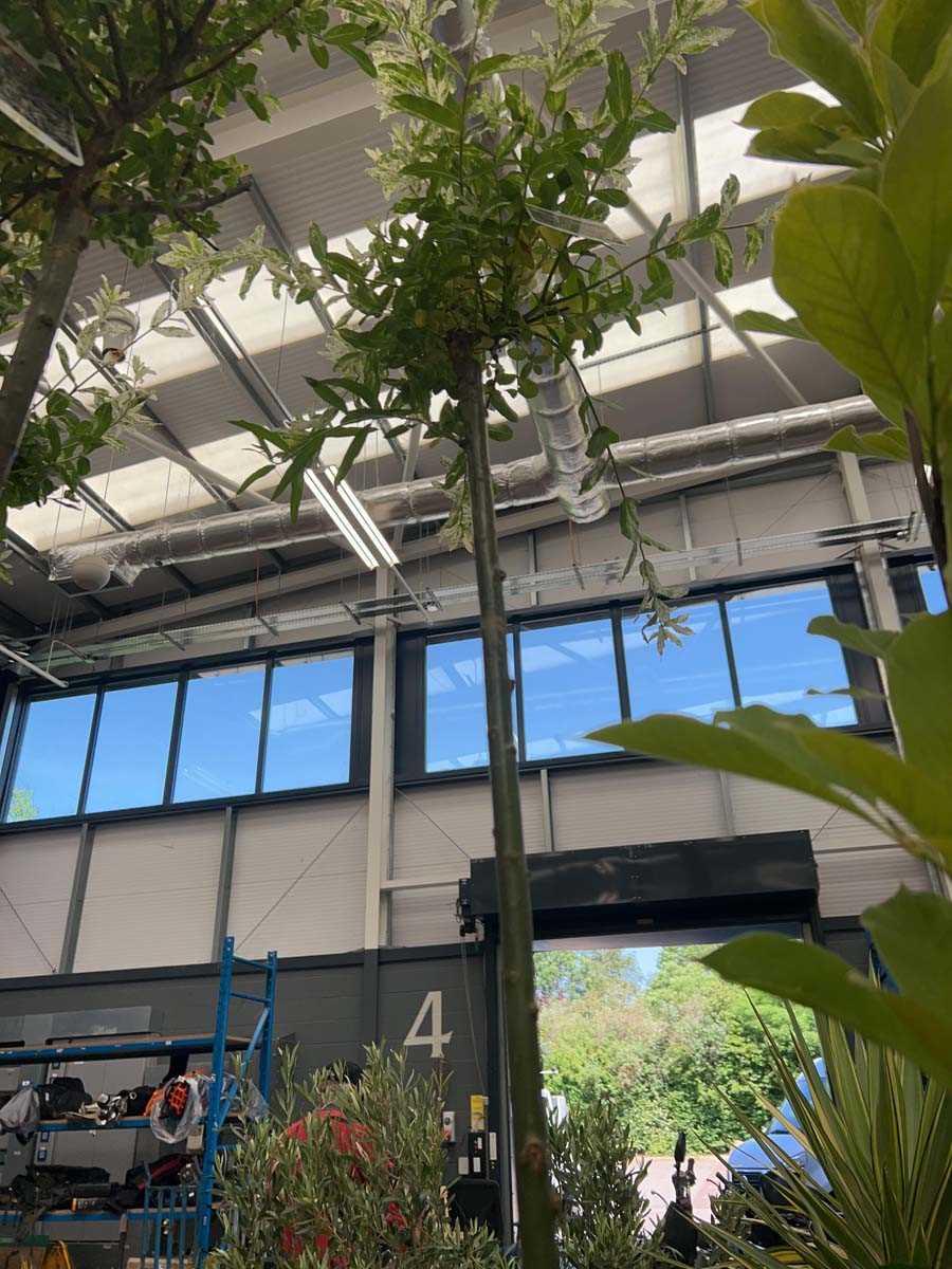 Lot 4150 - Large Salix integra-H-Nishiki