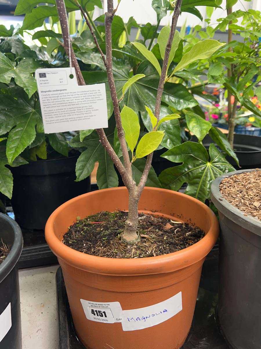 Lot 4151 - Magnolia