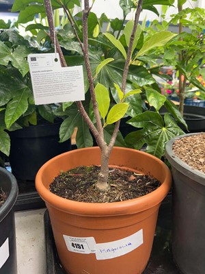 Lot 4151 - Magnolia