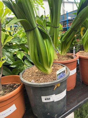Lot 4152 - Large Agapanthus