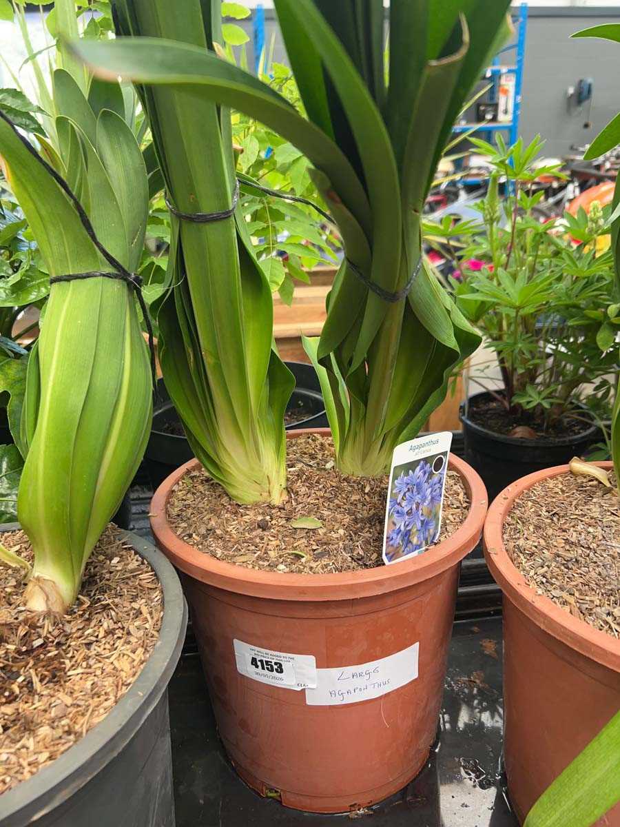 Lot 4153 - Large Agapanthus