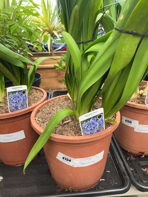 Lot 4154 - Large Agapanthus