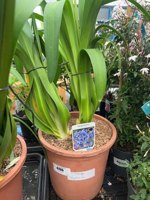 Lot 4155 - Large Agapanthus