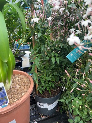 Lot 4156 - Climbing Jasmine