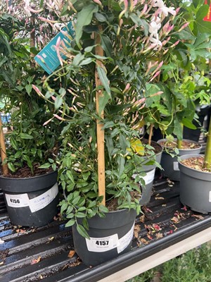 Lot 4157 - Climbing Jasmine