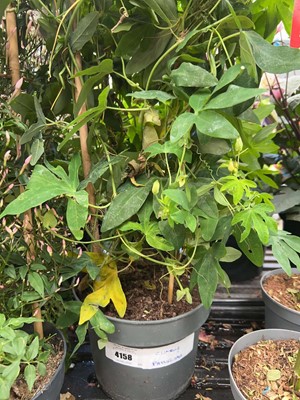 Lot 4158 - Climbing Passiflora Purple Passion