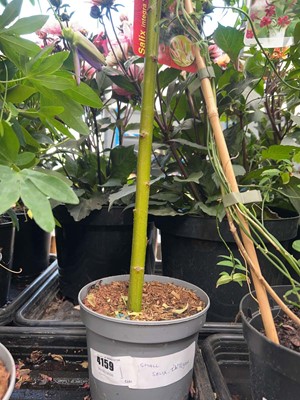 Lot 4159 - Small Salix tree Integra- H-Nishiki