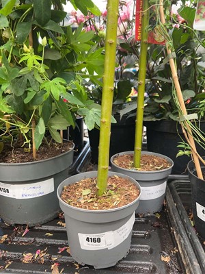 Lot 4160 - Small Salix tree Integra- H-Nishiki