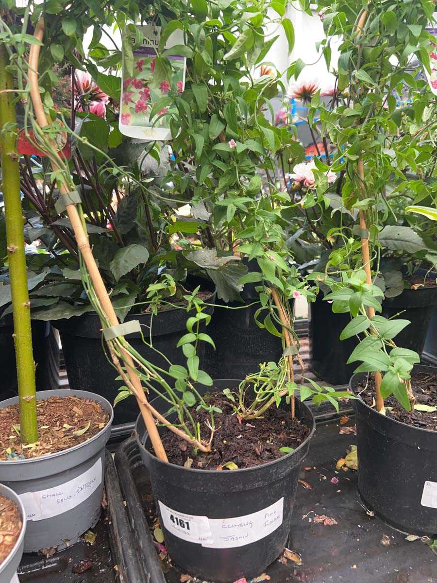 Lot 4161 - Climbing pink Jasmine