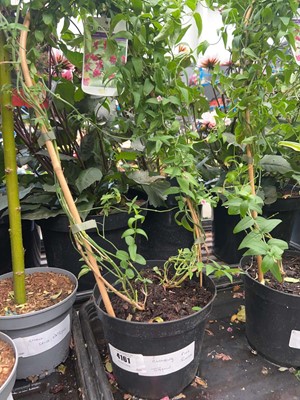 Lot 4161 - Climbing pink Jasmine