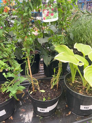 Lot 4162 - Climbing pink Jasmine