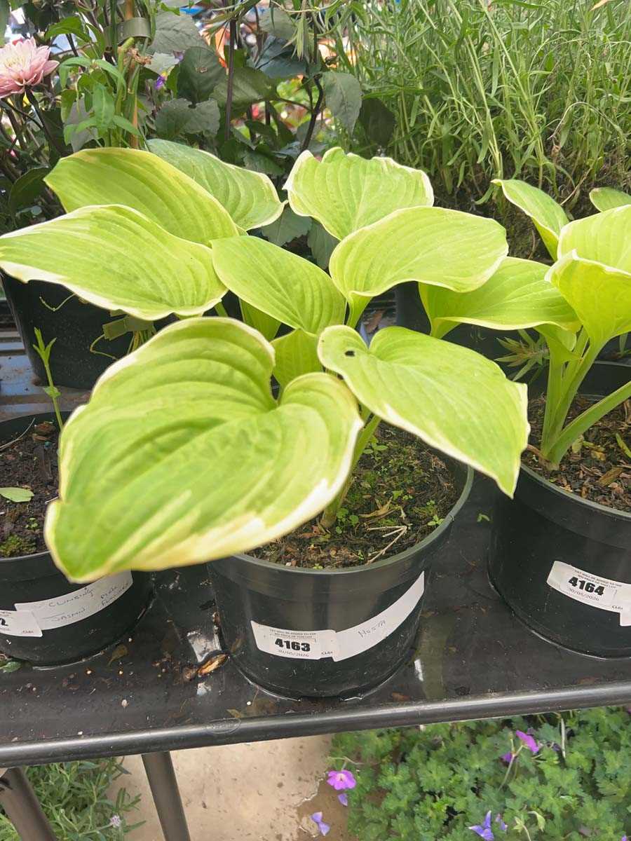 Lot 4163 - Hosta