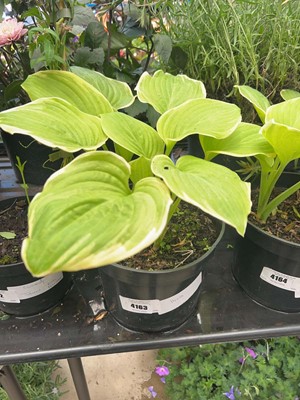 Lot 4163 - Hosta