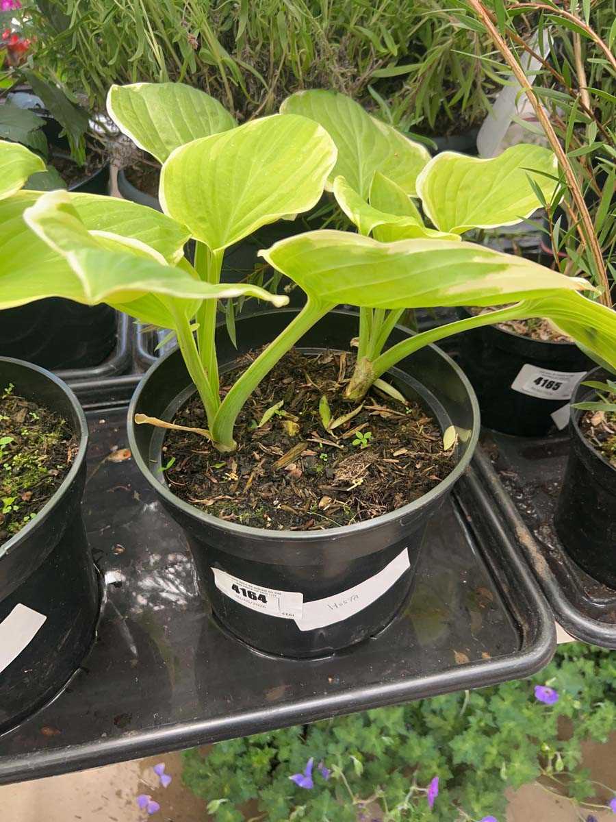 Lot 4164 - Hosta
