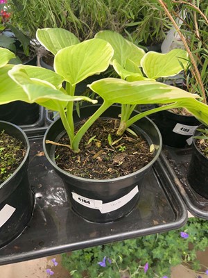 Lot 4164 - Hosta
