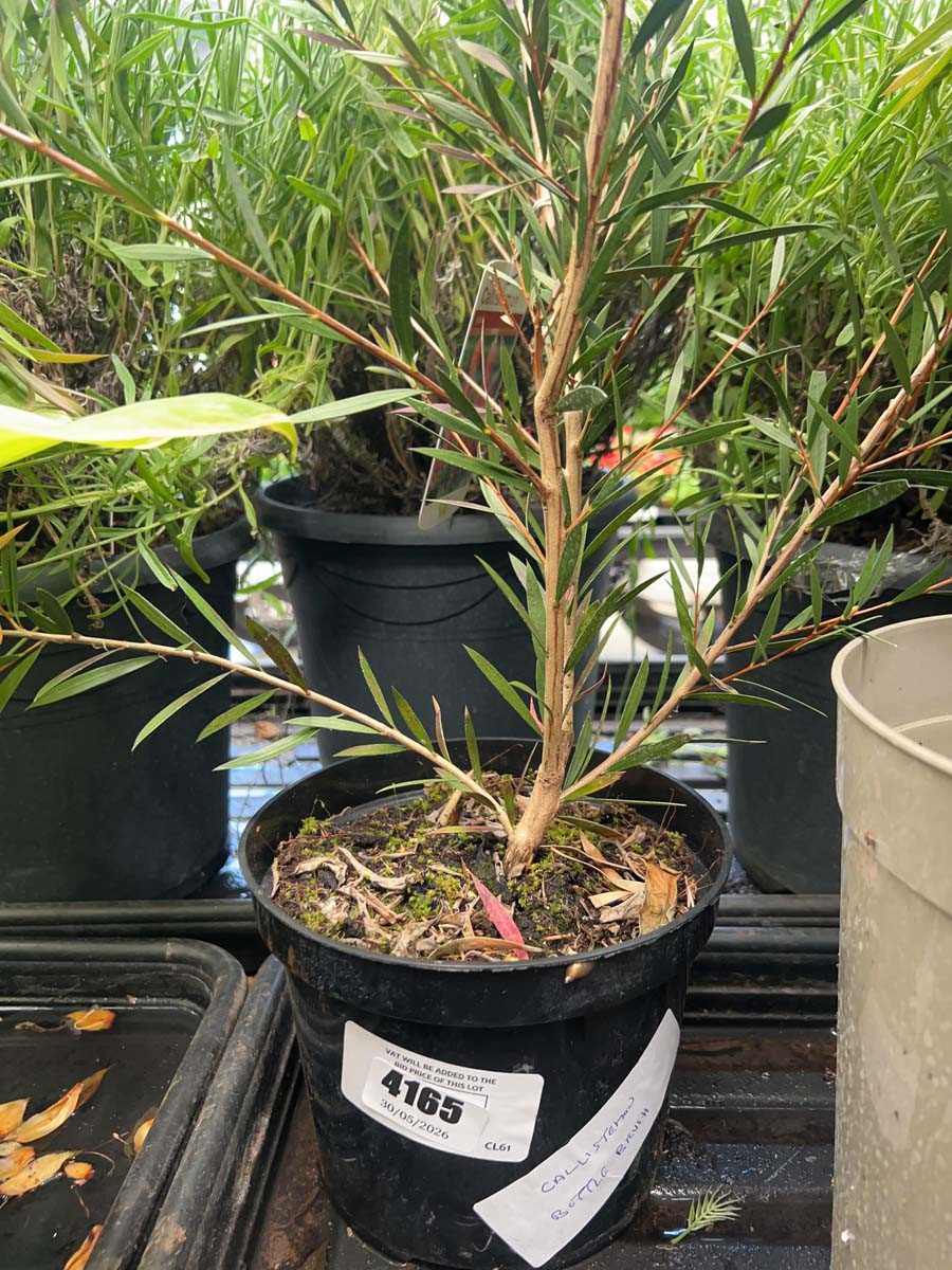 Lot 4165 - Callistemon Bottle Brush