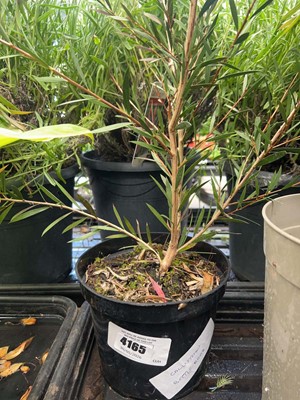 Lot 4165 - Callistemon Bottle Brush