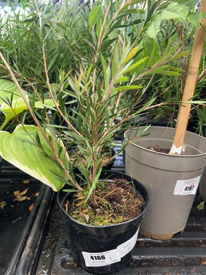 Lot 4166 - Callistemon Bottle Brush