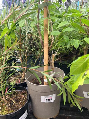 Lot 4167 - Climbing Wisteria