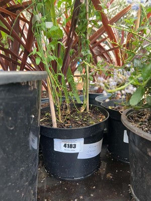 Lot 4183 - Climbing jasmine on cane support