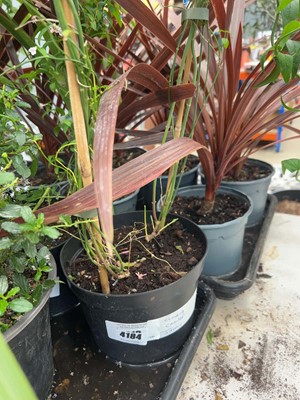 Lot 4184 - Climbing jasmine on cane support