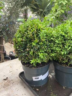 Lot 4186 - Buxus Ball