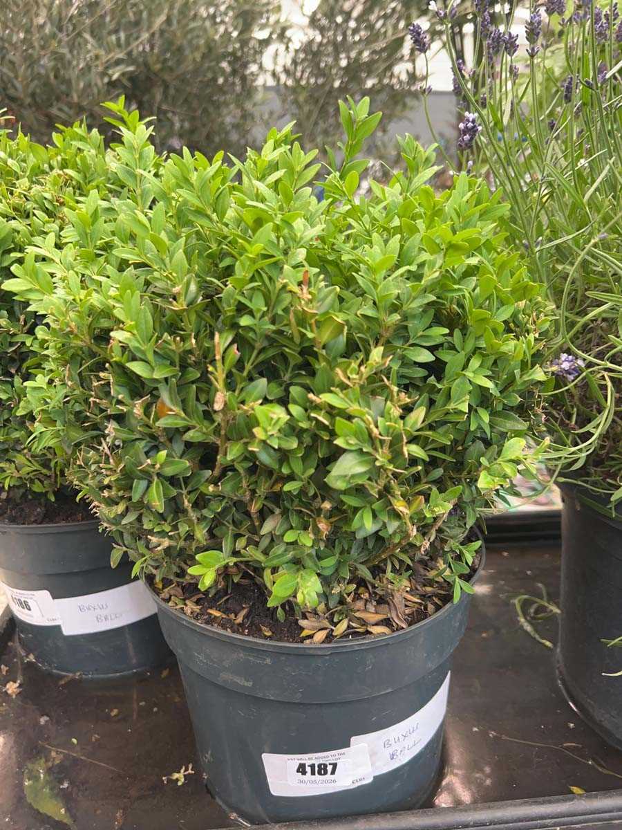 Lot 4187 - Buxus Ball