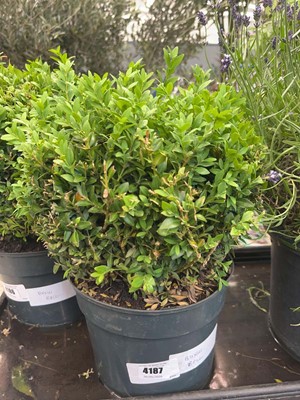 Lot 4187 - Buxus Ball