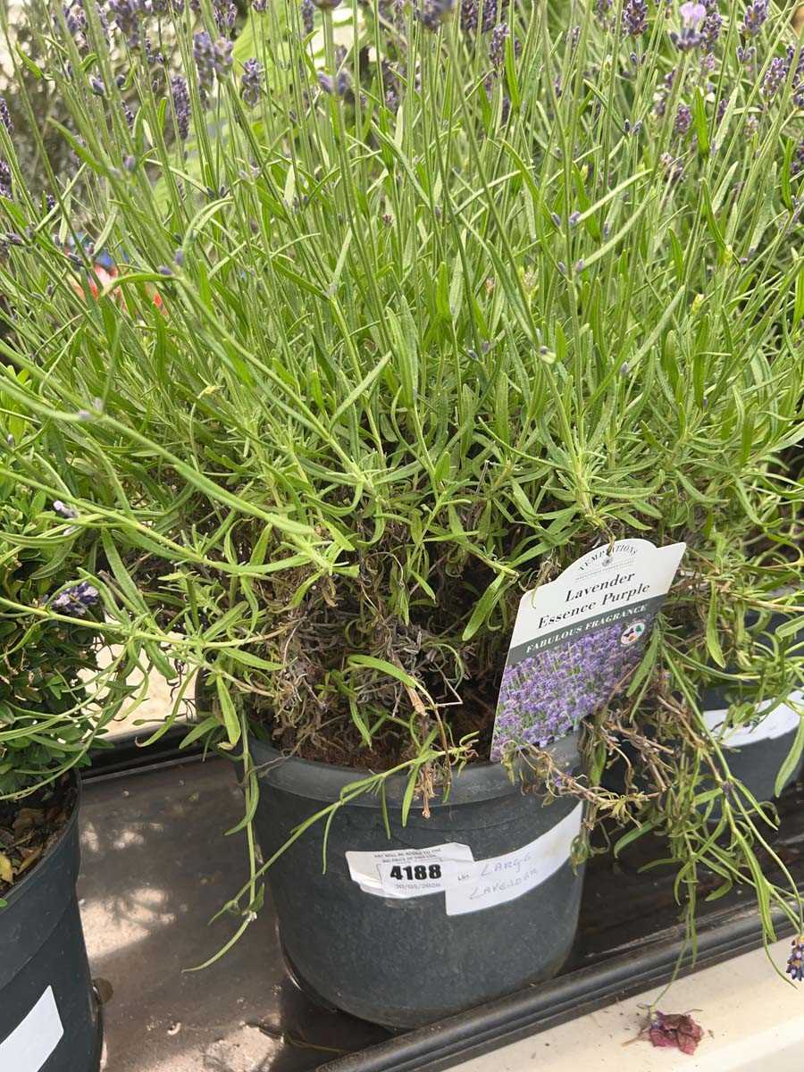 Lot 4188 - Large Lavender (Var) Hidcote