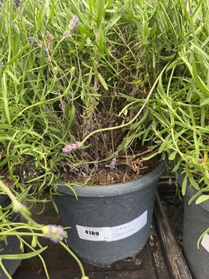 Lot 4189 - Large Lavender (Var) Hidcote