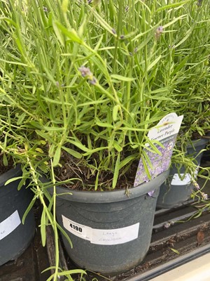 Lot 4190 - Large Lavender (Var) Hidcote