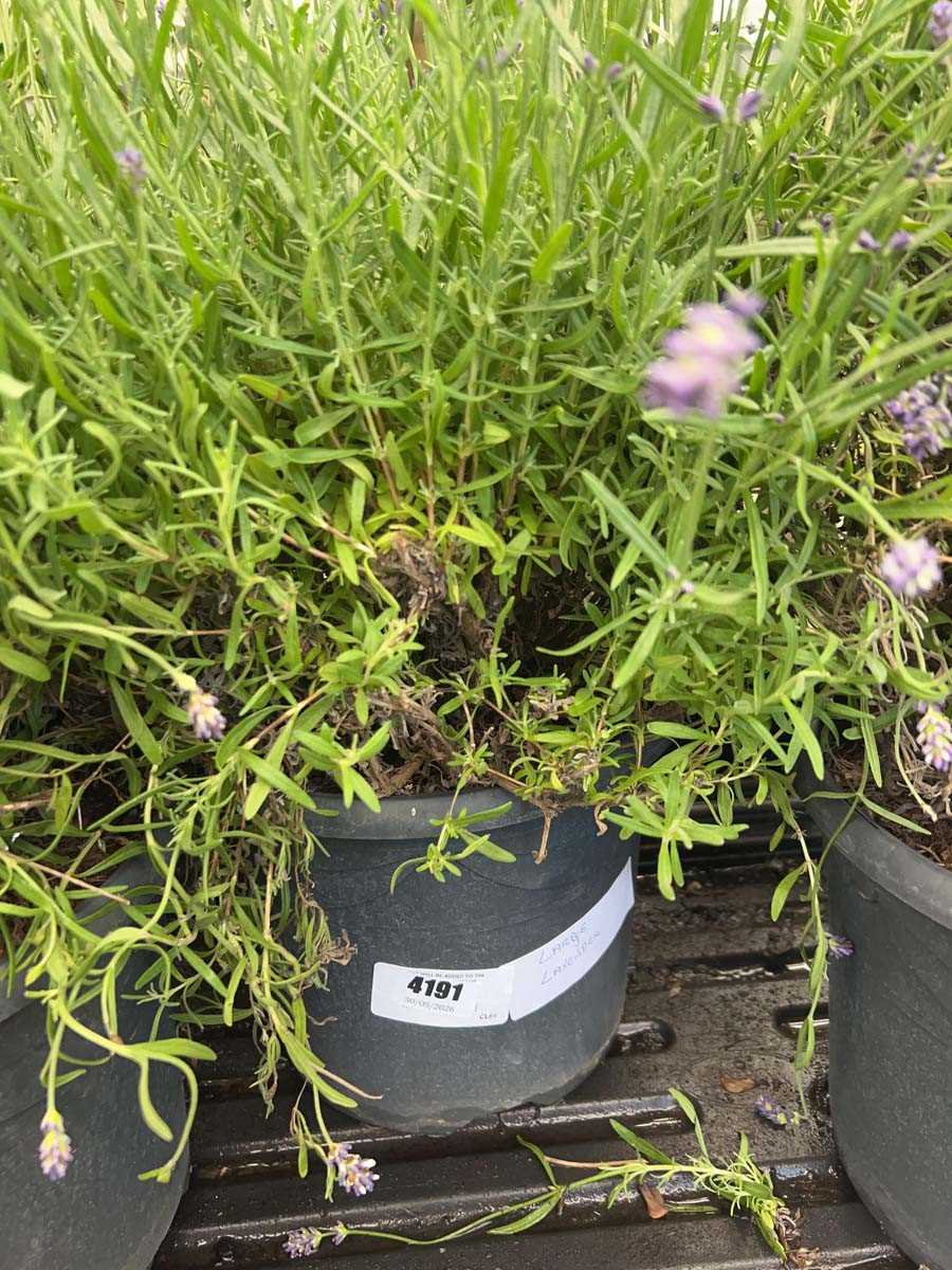 Lot 4191 - Large Lavender (Var) Essence Purple
