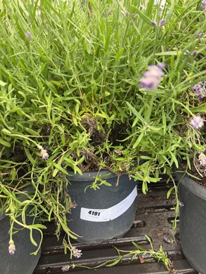 Lot 4191 - Large Lavender (Var) Essence Purple