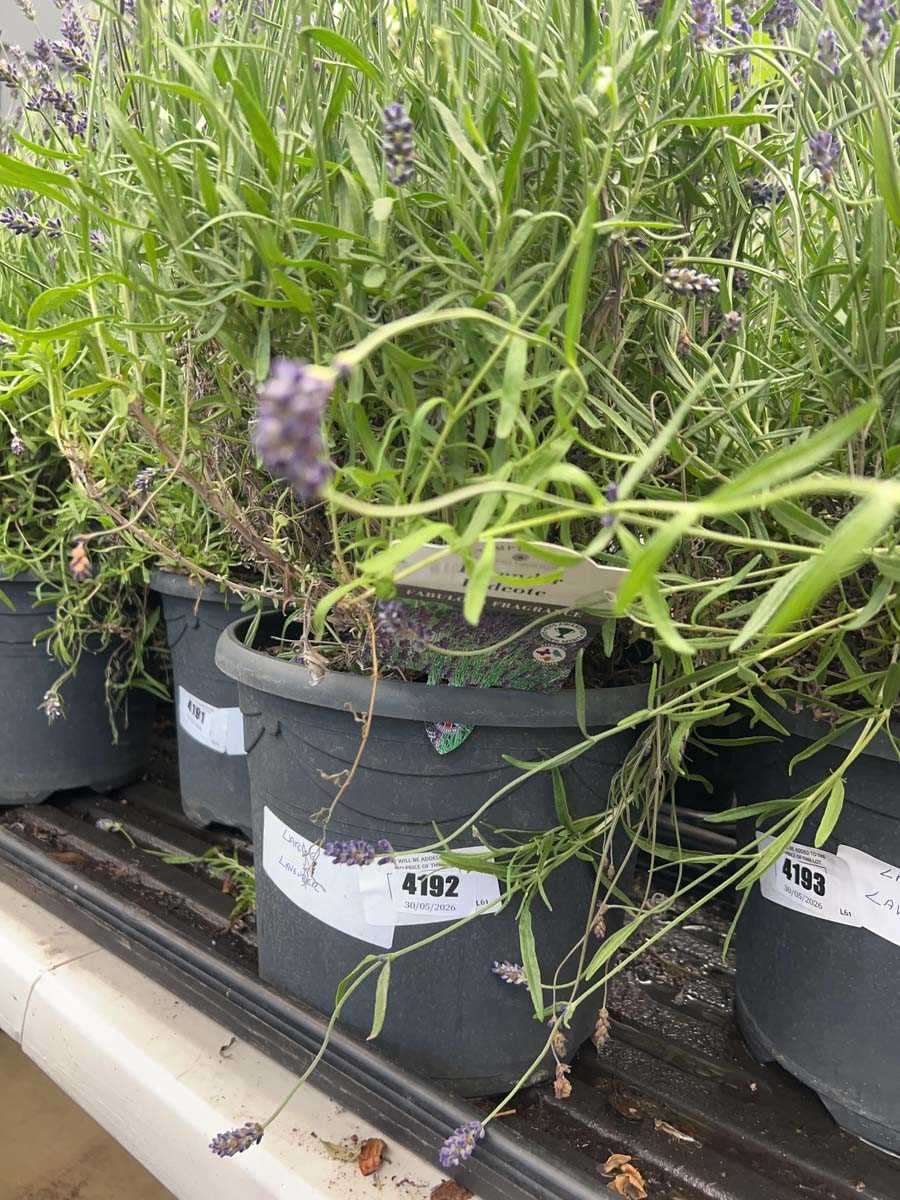 Lot 4192 - Large Lavender (Var) Essence Purple