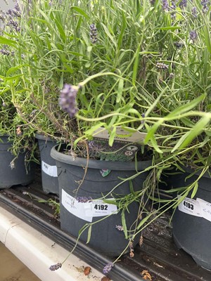 Lot 4192 - Large Lavender (Var) Essence Purple