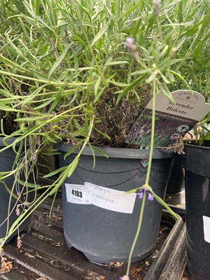 Lot 4193 - Large Lavender (Var) Essence Purple