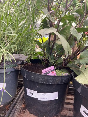 Lot 4194 - Dahlia