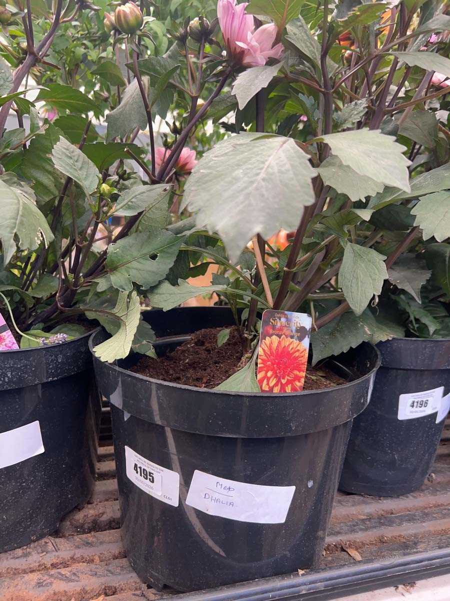 Lot 4195 - Dahlia