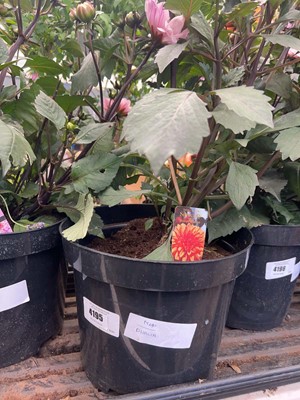 Lot 4195 - Dahlia