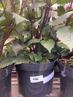 Lot 4196 - Dhalia