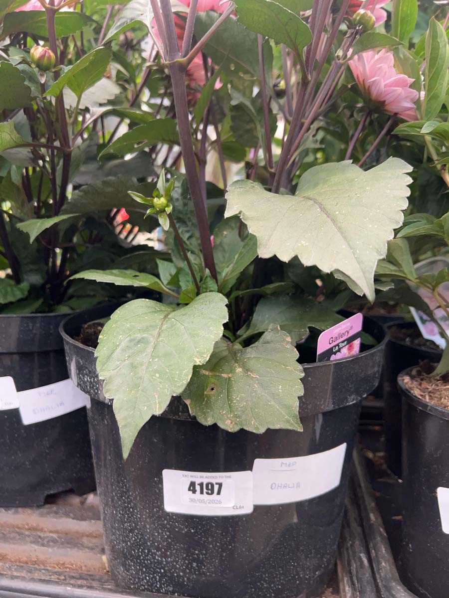 Lot 4197 - Dahlia
