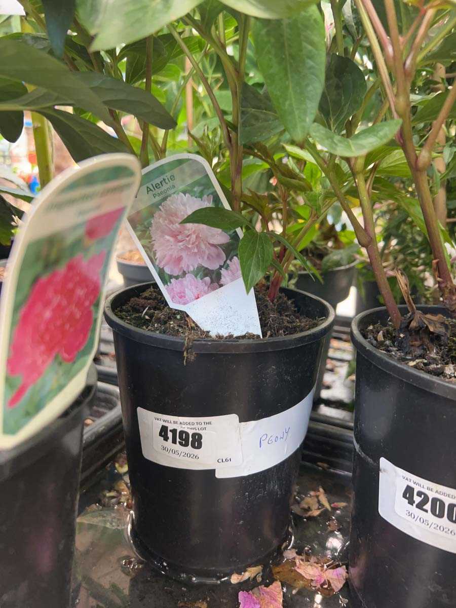 Lot 4198 - Peony