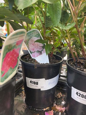 Lot 4198 - Peony