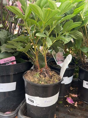 Lot 4199 - Peony
