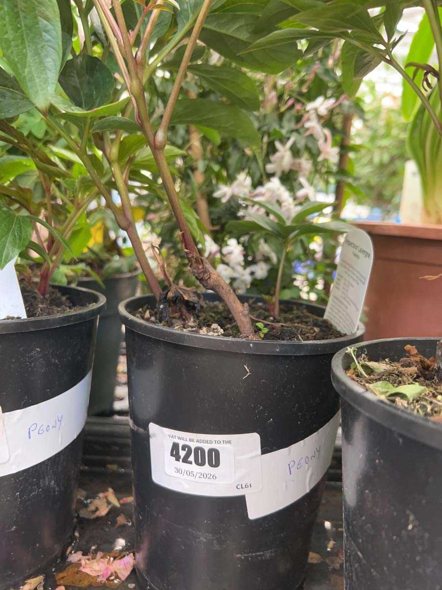Lot 4200 - Peony