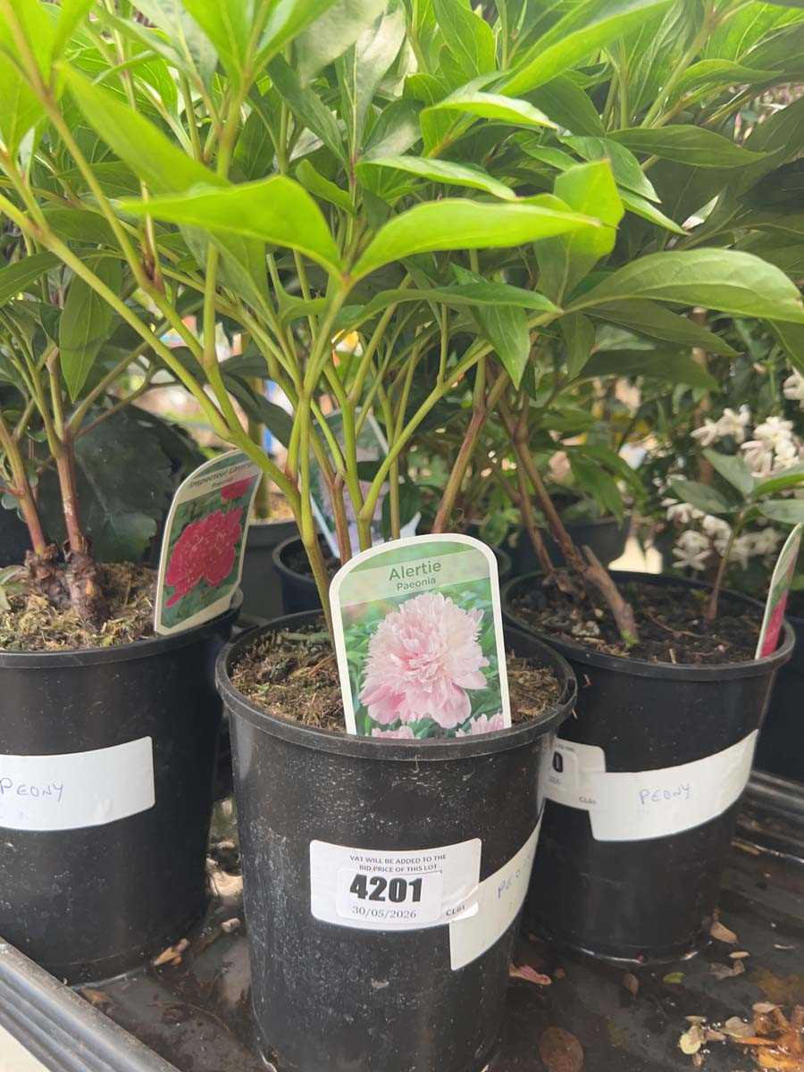 Lot 4201 - Peony