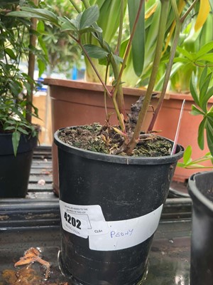 Lot 4202 - Peony
