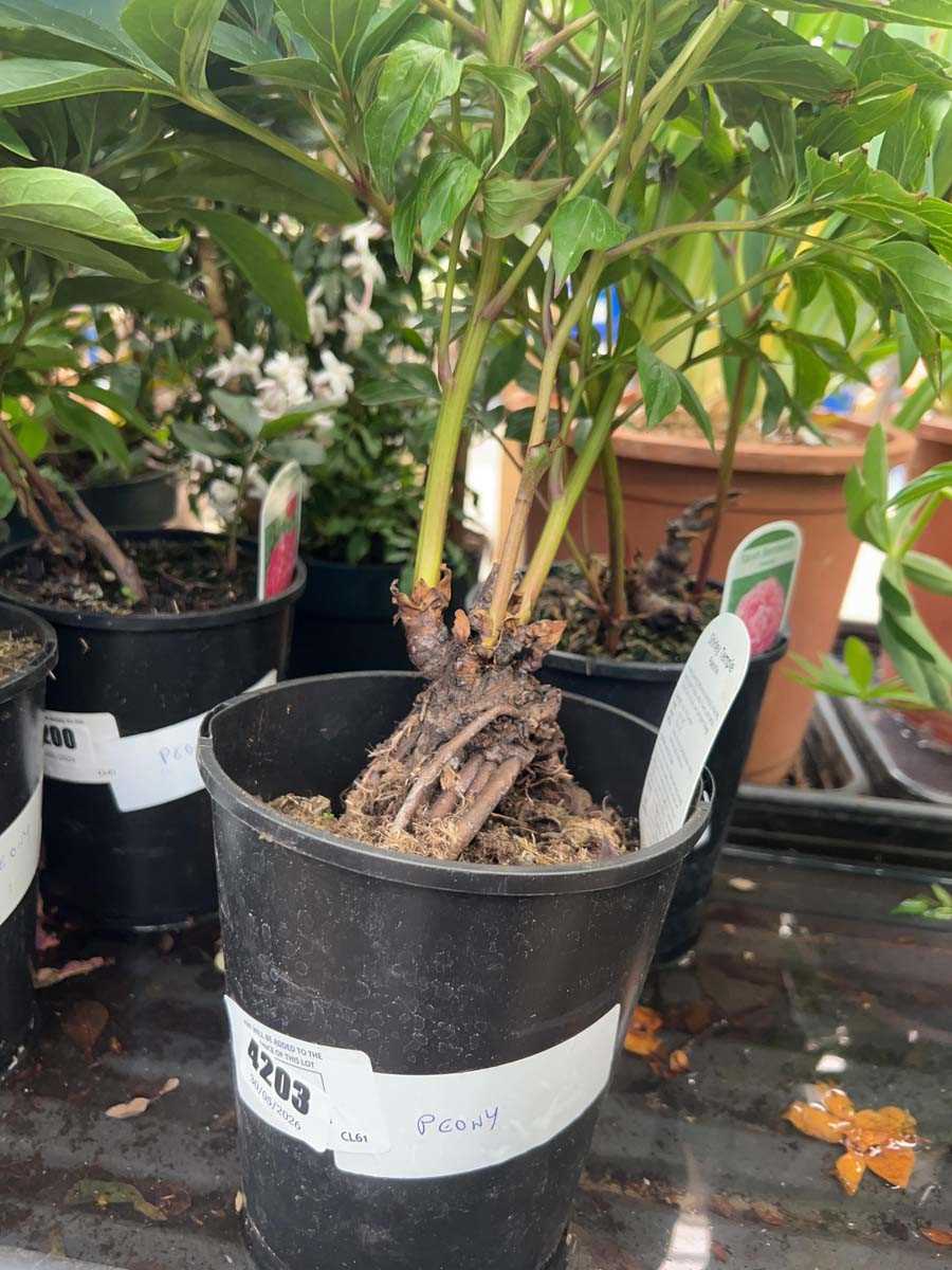 Lot 4203 - Peony