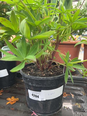 Lot 4204 - Lupin